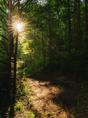 Susquehannock State Forest