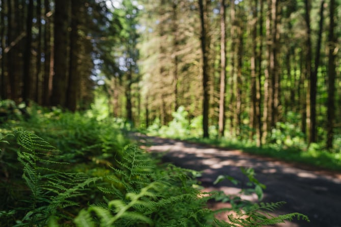 Hiking & Trail Maps